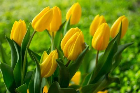 Yellow Tulips Foto stock