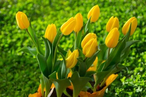 Yellow Tulips Stock Photos