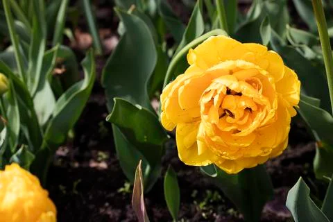 Yellow tulips. Stock Photos
