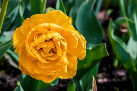Yellow tulips. Stock Photos