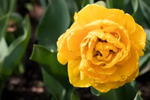 Yellow tulips. Stock Photos
