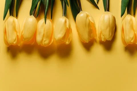 Yellow tulips Foto stock