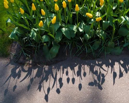 Yellow tulips Stock Photos