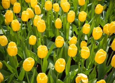 Yellow tulips Stock Photos