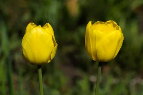 Yellow Tulips Foto stock