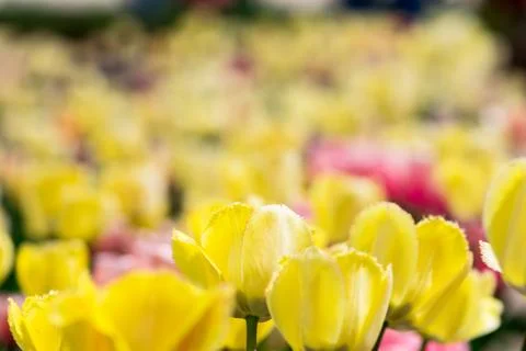Yellow Tulips Foto stock