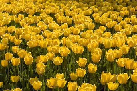 Yellow Tulips Stock Photos
