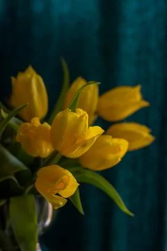 Yellow tulips Stock Photos