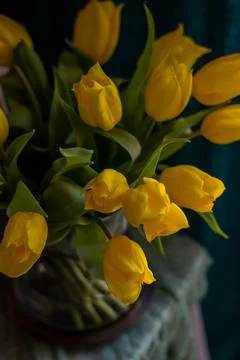 Yellow tulips Stock Photos