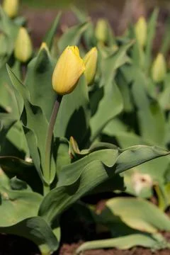 Yellow tulips Stockfoto's