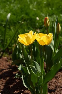 Yellow tulips Stockfoto's
