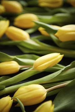 Yellow tulips placed on black table. Top view with flat lay. Spring or Easter Stock Photos