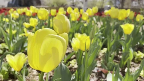 Yellow Tulips Planted for Easter Stock Footage 268443933