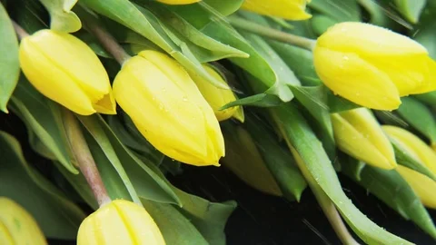 Yellow Tulips in the Rain Stock Footage 69816675