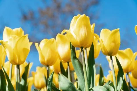 Yellow tulips in the rays of the spring sun Stock Photos