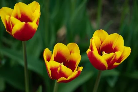 Yellow tulips with red pattern on a green background of foliage in early spri Stock Photos