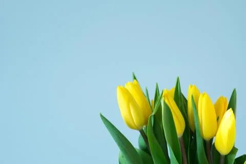 Yellow tulips on the right side of light blue background Stock Photos