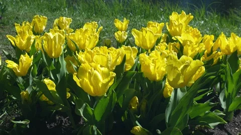 Yellow Tulips By The River Vídeo Stock 277154351