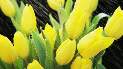 Yellow Tulips Rotating in Heavy Rain Stock Footage 69889546