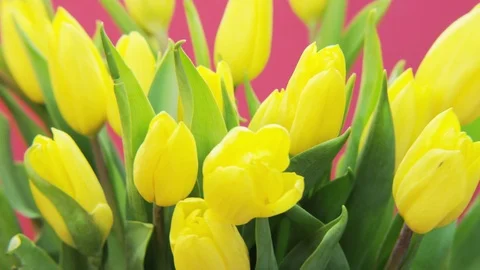 Yellow Tulips Rotating on Pink Background Stock Footage 69885913