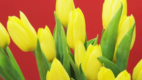 Yellow Tulips Rotating on Red Background Stock Footage 69886395
