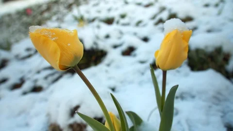 Yellow tulips in the snow Stock Footage 129387539