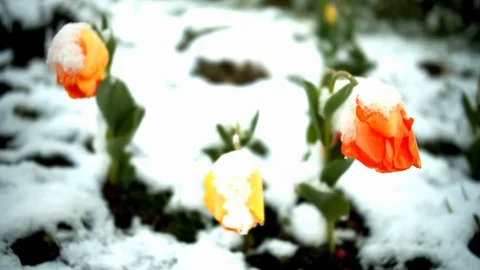 Yellow tulips snowed in Stockbeeldmateriaal 129384479