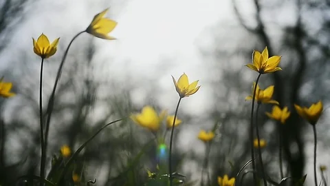 Yellow tulips in spring Stock Footage 77482060