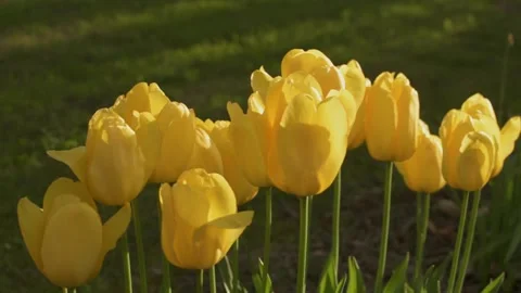 Yellow tulips in spring Stock Footage 153860027