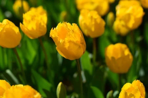 Yellow Tulips in the spring Stock Photos