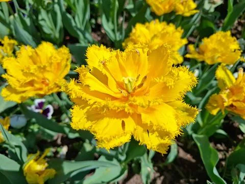 Yellow tulips in the spring Фото