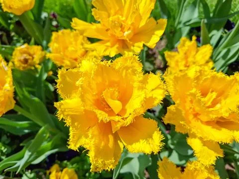 Yellow tulips in the spring Photos