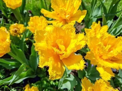 Yellow tulips in the spring Stock Photos