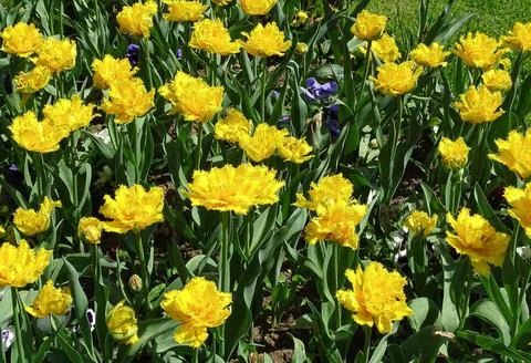 Yellow tulips in the spring Stock Photos