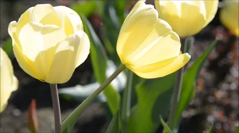 Yellow tulips in springtime 库存影片 47667451