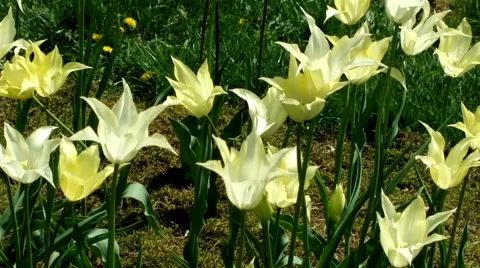Yellow tulips swaying in the wind. Stock Footage 64076169