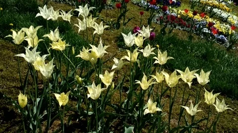 Yellow tulips swaying in the wind. Stock Footage 71042997