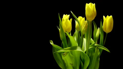 Yellow Tulips Time-lapse Stock Footage 61793923