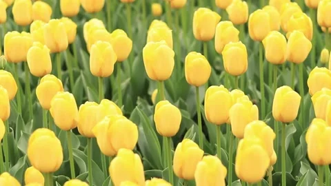 Yellow tulips, top view Stock Footage 239922970