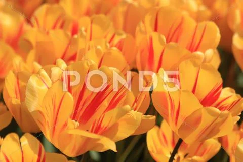 Yellow tulips with a touch of red Stock Photos