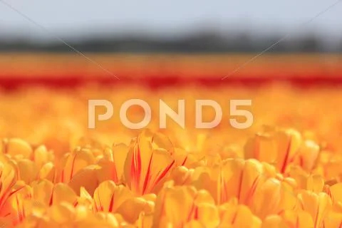 Yellow tulips with a touch of red Stock Photos
