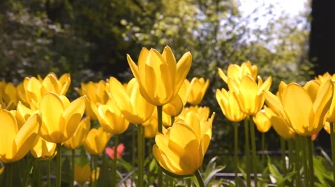 Yellow tulips in the wind Stock-Footage 63198731