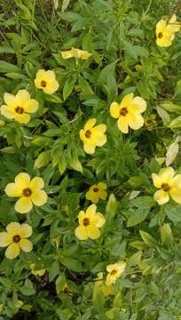 Yellow Turnera diffusa Stock Photos