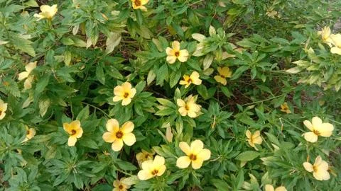 Yellow Turnera diffusa Stock Photos