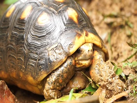 Yellow Turtle crawling in the mud in Caribbean Island Grenada. Stock Footage 103456468