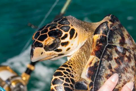 Yellow turtle Foto stock