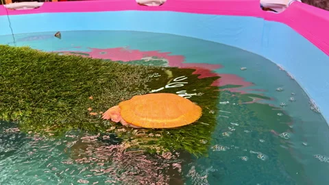 Yellow turtle swims in a colorful pool with artificial grass on a sunny day Stock Footage 332049447