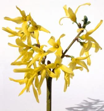 Yellow twig Stock Photos