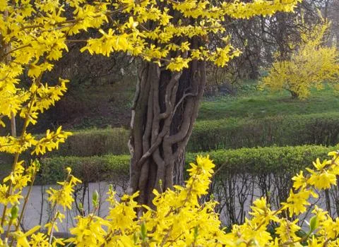 Yellow twigs Stock Photos