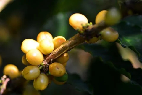 Yellow typical coffee Stock Photos